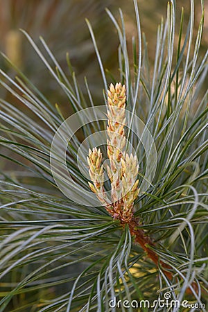 Korean pine Pinus koraiensis Silveray, silver-blue needles Stock Photo